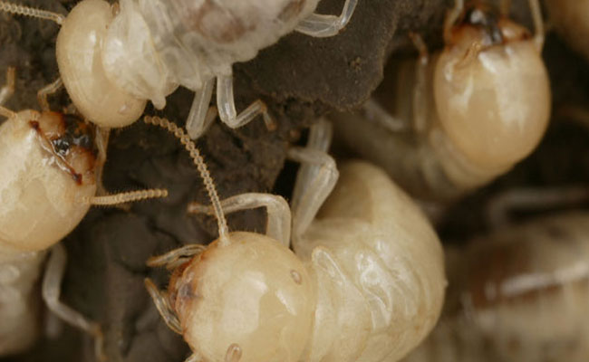 termite-wood-destroying-organisms-inspection